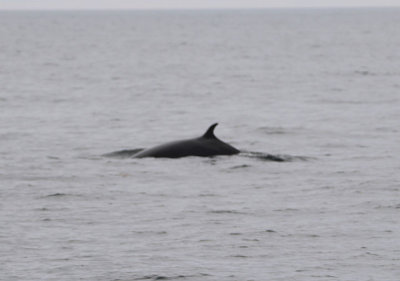 Minke Whale