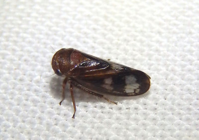 Oncopsis abietis; Leafhopper species; female