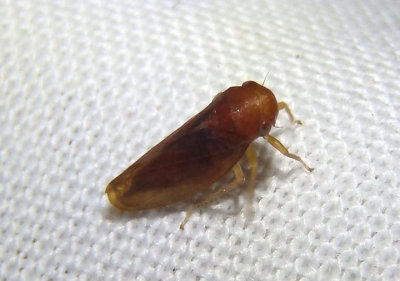 Oncopsis sobria; Leafhopper species; female