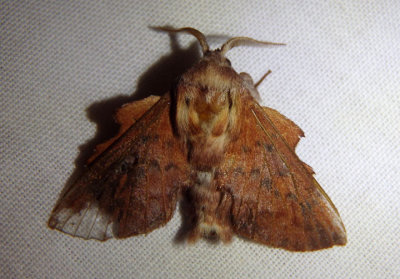 7687 - Phyllodesma americana; American Lappet Moth