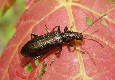 Arthromacra aenea; Long-jointed Beetle species