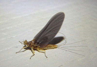 Ephemerellidae Spiny Crawler Mayfly species