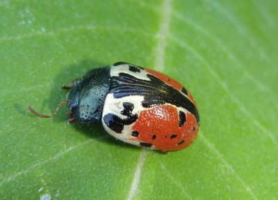 Calligrapha rowena; Leaf Beetle species