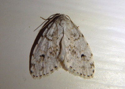 8098 - Clemensia albata; Little White Lichen Moth