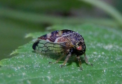 Cyrtolobus fenestratus; Treehopper species