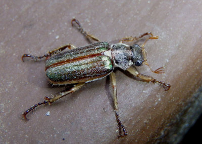 Dichelonyx albicollis; June Beetle species