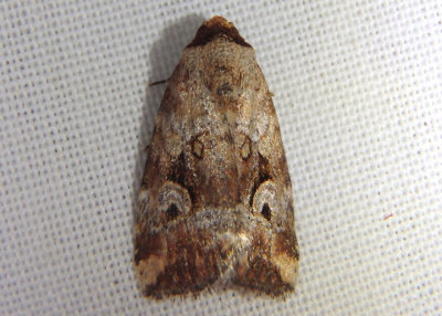 9681.1 - Elaphria alapallida; Pale-winged Midget