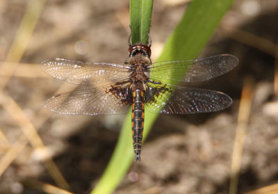 Epitheca semiaquea; Mantled Baskettail; male