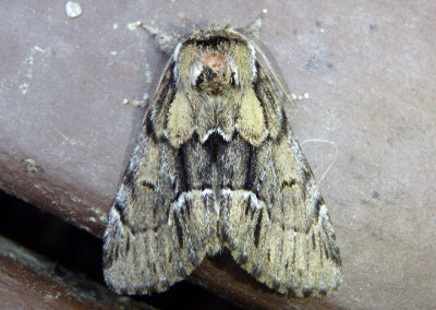 7917 - Hyperaeschra georgica; Georgian Prominent