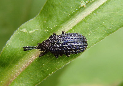 Microrhopala excavata; Leaf Beetle species