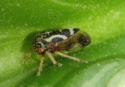 Ophiderma flava; Treehopper species