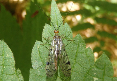 Panorpa nebulosa group; Common Scorpionfly species; female