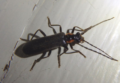 Podabrus pruinosus; Soldier Beetle species