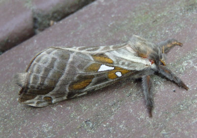 0018 - Sthenopis argenteomaculatus; Silver-spotted Ghost Moth