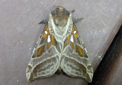 0018 - Sthenopis argenteomaculatus; Silver-spotted Ghost Moth