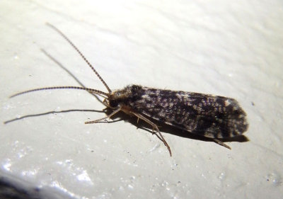 Polycentropodidae Tube Maker Caddisfly species