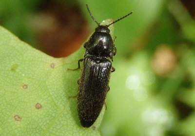 Ampedus Click Beetle species