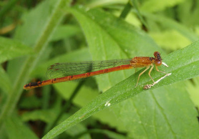 Amphiagrion saucium; Eastern Red Damsel; female