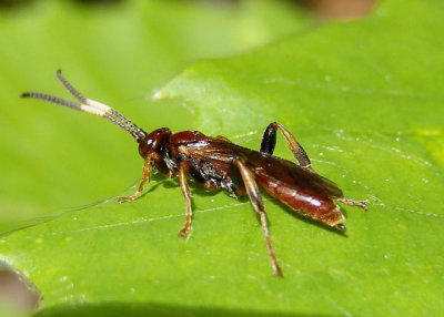 Aoplus velox; Ichneumon Wasp species; female