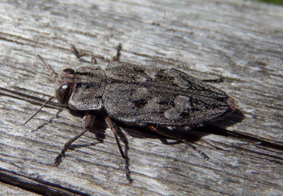 Chrysobothris dentipes; Metallic Wood Boring Beetle species