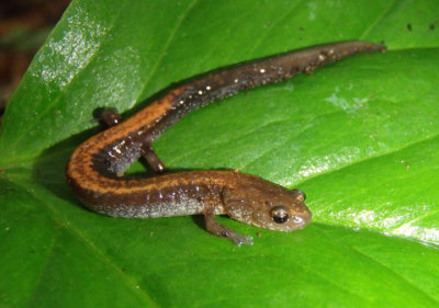 Eastern Red-backed Salamander