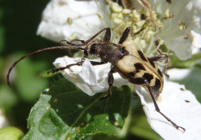 Evodinus monticola; Flower Longhorn species