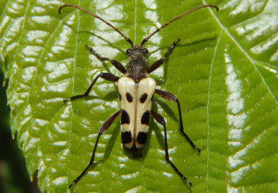 Evodinus monticola; Flower Longhorn species