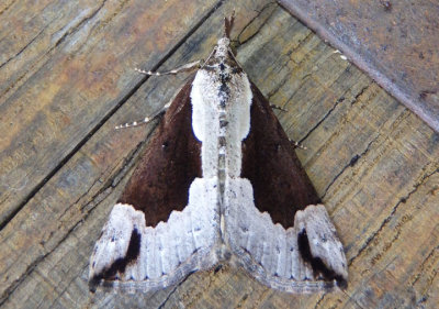 8442 - Hypena baltimoralis; Baltimore Hypena; male