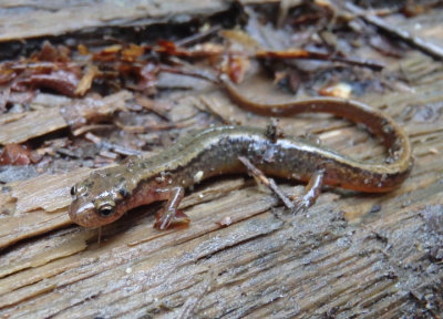 Northern Two-lined Salamander