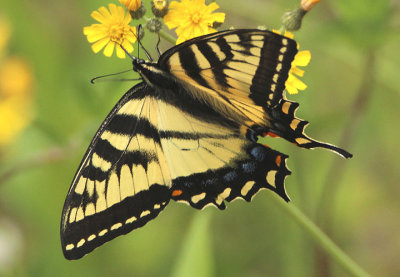 Papilio canadensis; Canadian Tiger Swallowtail; female