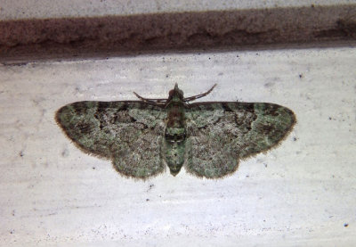 7625 - Pasiphila rectangulata; Green Pug; exotic