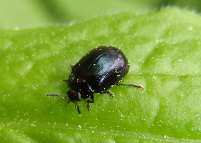 Plagiodera versicolora; Imported Willow Leaf Beetle; exotic