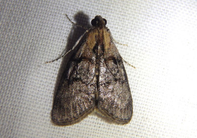 5603 - Pococera maritimalis; Pyralid Moth species