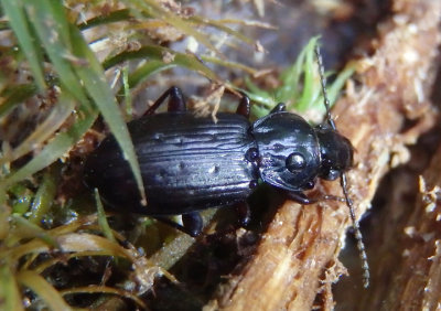 Pterostichus Woodland Ground Beetle species