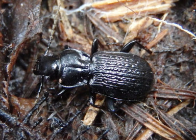 Pterostichus punctatissimus; Woodland Ground Beetle species