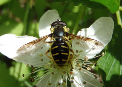 Sericomyia chrysotoxoides; Syrphid Fly species