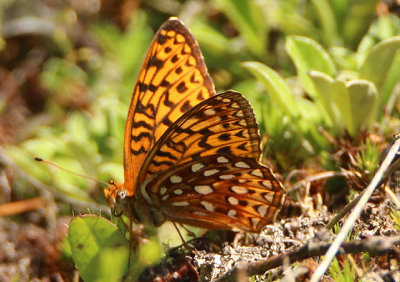 Speyeria atlantis; Atlantis Fritillary