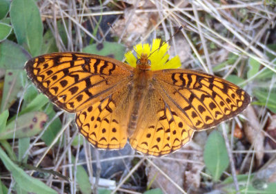 Speyeria atlantis; Atlantis Fritillary