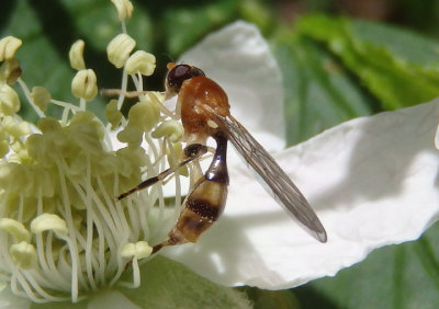 Sphegina Syrphid Fly species