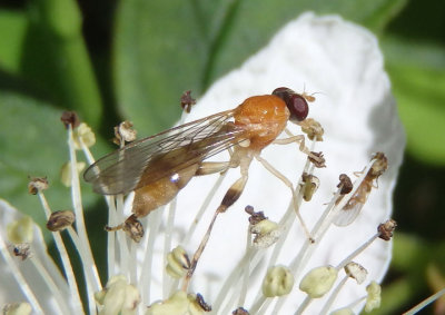 Sphegina Syrphid Fly species 