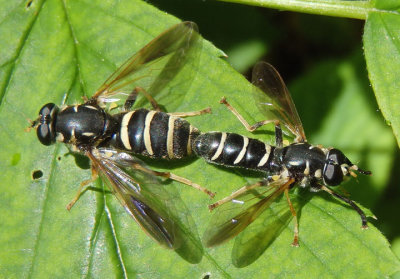 Temnostoma balyras; Syrphid Fly species pair 