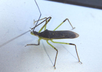 Zelus luridus; Assassin Bug species