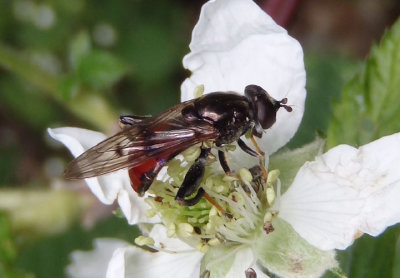 Chalcosyrphus libo; Syrphid Fly species