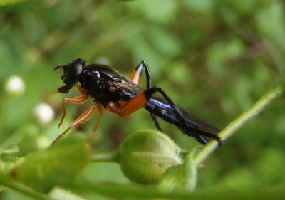 Chalcosyrphus vecors; Syrphid Fly species; female