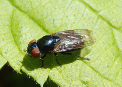 Chrysogaster Syrphid Fly species; female