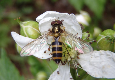 Meliscaeva cinctella; Syrphid Fly species