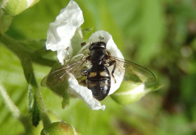 Pipiza quadrimaculata; Syrphid Fly species