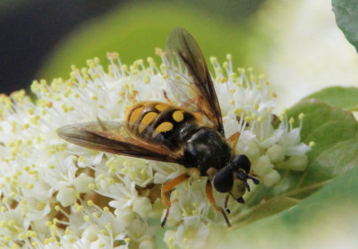 Somula decora; Syrphid Fly species
