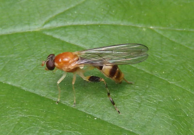 Sphegina Syrphid Fly species