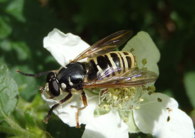 Temnostoma excentrica; Syrphid Fly species